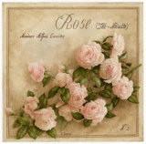Rose The Noisette Poster by Vincent Perriol