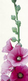 Pink Hollyhock II Poster von Stephanie Andrew