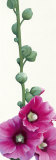 Pink Hollyhock III Kunst von Stephanie Andrew