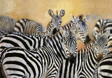 Punda Milia Prints by Danielle Beck