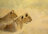 Panthera Leo Poster av Danielle Beck