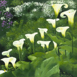 Arums Art par Jordane D. Grux