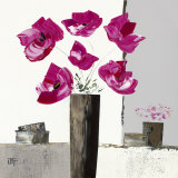 Pivoines Roses I Posters by Bernard Ott