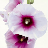 White Hollyhock I Kunstdrucke von Stephanie Andrew