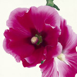 Pink Hollyhock I Kunstdrucke von Stephanie Andrew