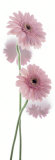 Gerbera Hybrida Prints by Richard Fischer