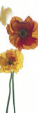 Papaver Nudicaule CV. Posters by Richard Fischer Papaver Nudicaule CV. Posters by Richard Fischer