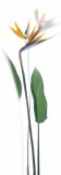 Strelitzia Reginae Stampe di Richard Fischer Strelitzia Reginae Stampe di Richard Fischer