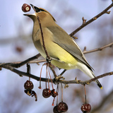 Cedar Waxwing Tosses Up a Fruit from a Flowering Crab Tree at the Town Hall Photographic Print