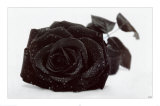 Gothic Rose Plakát Gothic Rose Plakát