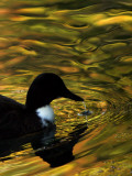 Fall Colors are Reflected in a Pond as a Duck Swims in Milan, Italy Photographic Print