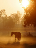 Horse Stands in a Meadow in Early Morning Fog in Langenhagen, Northern Germany Photographic Print