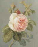 Heirloom Pink Rose Posters by Danhui Nai