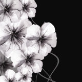 Ebony and Ivory II Plakat af Kate Knight