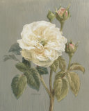 Heirloom White Rose Affiches par Danhui Nai