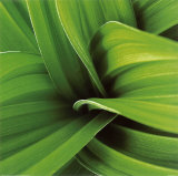 Miniature Palm II Stampe di Steven Mitchell Miniature Palm II Stampe di Steven Mitchell