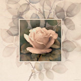 Rose II Prints by Jang Won Lee