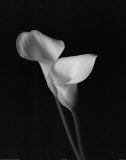Calla Pair Affiches