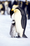 Penguin, Maternal Moment Posters