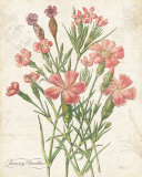 January Dianthus Lámina por Katie Pertiet January Dianthus Lámina por Katie Pertiet