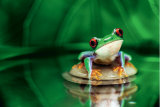 Red-Eyed Tree Frog Láminas Red-Eyed Tree Frog Láminas