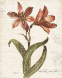 December Amaryllis Prints by Katie Pertiet