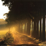 Evening Glory  Prints by Steven Mitchell
