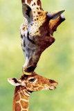 Giraffe Mom Posters