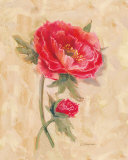 Spicy Poppies Poster di Carol Rowan