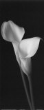 Calla Pair Pósters