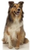 Collie Dog - Stand Up'ı