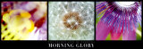 The Secret Life of Flowers: Morning Glory Poster by Alessio Guarino