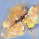 Bright Anemone I Stampe di Elena Filatov Bright Anemone I Stampe di Elena Filatov