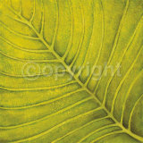 Fresh Green Print by Caroline Wenig