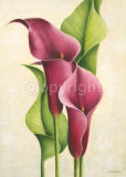 Purple Callas Láminas por Caroline Wenig Purple Callas Láminas por Caroline Wenig