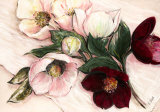 Elegant Anemones Art par Elisabeth Krobs