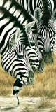 Black and White Posters by Renato Casaro