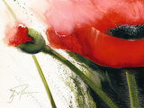 Faszination Mohn I Prints by Gerd Pflumm