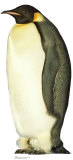 Penguin Stand Up