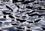 Liquids VI Prints by Ortwin Klipp
