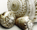 Shell Collage Poster by Mick Bird
