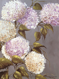 Hortensia Lila Prints by Ximena 