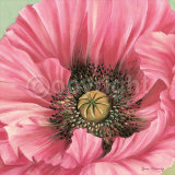 Pink Poppy Bloom Poster by Lynne Misiewicz