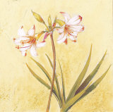 Lilas Composicion I (detail) Prints by Atenea 