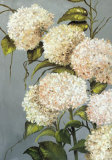 Hortensia Beige Posters by Ximena 