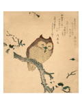 Owl Prints