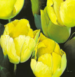 Tulipanes Amarillos Prints by Siena 