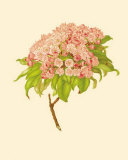 Kalmia Latifolia Prints