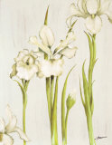 Flor Arlequin III Prints by Luisa Romero
