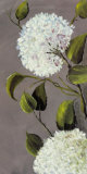 Hortensia Ideal I Prints by Ximena 